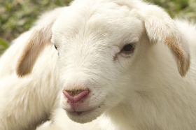 2020年属羊人害太岁桃花运好吗，可以结婚吗