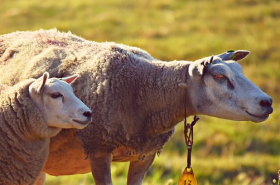 2020年属羊人害太岁事业财运如何，怎么化解