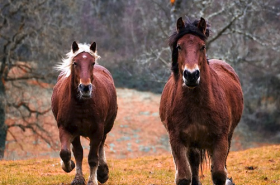 90年属马人和85年属牛人配吗，不合几率大