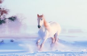 1966年属马人2020年运势男性  55岁生肖马2020年每月运程男