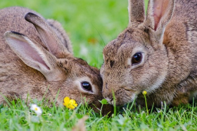 属兔的适合佩什么生肖，属猪属羊属狗