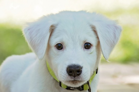 属狗的适合戴什么生肖，属虎属马属兔