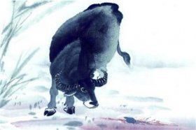 2021年属牛本命年犯太岁怎么化解，牛年本命年佩戴什么化太岁