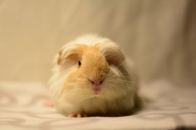 1996年属鼠的人2021年运程  96年出生26岁属鼠2021年运势