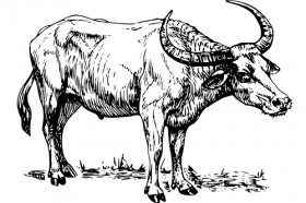 1961年属牛的人2021年运程  61年出生61岁属牛2021年运势