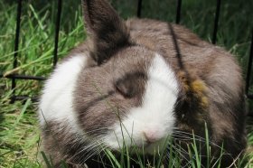 1963年属兔的人2021年运程  63年出生59岁属兔2021年运势