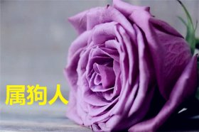 属狗人2021年的幸运色是什么颜色，黄色、棕色、紫色