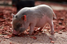 属猪和什么生肖相冲相克，属猪属蛇属猴