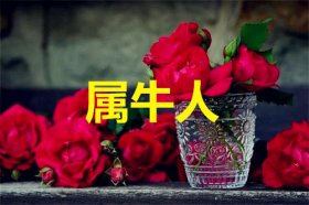 属牛人2021本命年的幸运色是什么颜色，黄色、红色、橙色