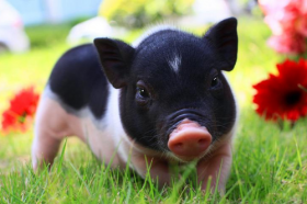 2021年属猪人的幸运数字是什么，属猪人在辛丑牛年的开运数字