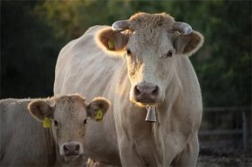 生肖牛2021本命年可以带自己的生肖吗，属牛本命年带什么好