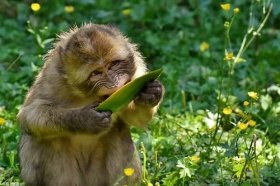 80年属猴41岁有一灾是不是真的，该如何化解