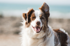 70年属狗51岁后命运好不好，体现在哪几方面