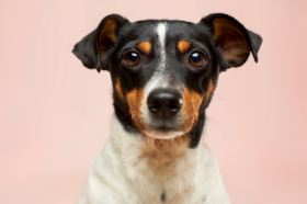 82年属狗未来5年大运，事业顺遂财运佳