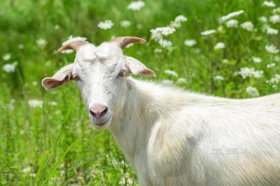 67年属羊人54岁财运好不好，如何催旺财运