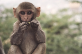 1992年是苦命猴还是富猴，体现在哪几方面