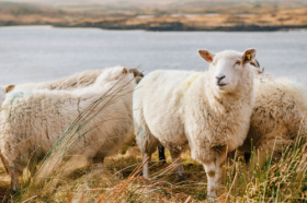 79年属羊42岁会遇上什么灾难，整体运势如何
