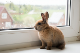 属兔人进入34岁好不好，整体运势如何