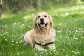 70年属狗50岁至60岁财运怎样，如何催旺财运