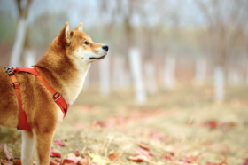 82年属狗39岁的桃花劫怎么化解，最佳配对生肖有哪些