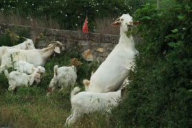 79年属羊42岁会遇上什么灾难，属羊42岁后命运财运如何