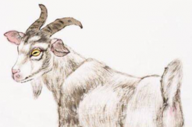 91年的羊30以后开始顺风顺水，1991属羊男30岁后命运如何