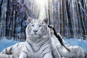 男虎女虎一对虎一世苦，两虎真的不能在一起吗