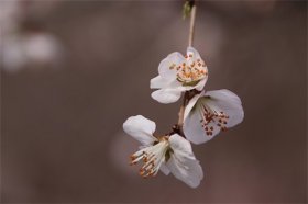 属鸡烂桃花一般会持续多久，属鸡人几月会有烂桃花