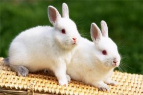 1963年属兔2022年运势及运程详解 63年出生60岁属兔人虎年每月运程如何