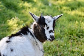 属羊难得四月羊，四月的属羊人命好在哪