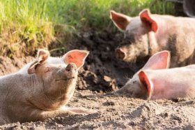 属猪男说分手还会联系你吗，属猪男分手后的表现