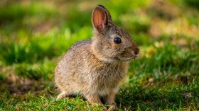 属兔客厅放什么旺财，这三个选择错不了