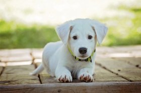 94年属狗哪一年事业运最好，转大运发生在哪年