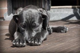 94年属狗戴什么招财旺运，属狗的旺运吉祥物是什么