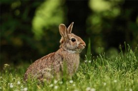 如何让属兔男回心转意，这些方法可以试试