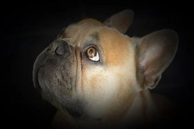 82年属狗人过了42岁，运势如何