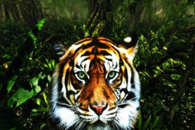 属虎人为什么喜欢属羊人，属虎喜欢属羊的原因