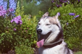 2022年属狗的能翻身吗，属狗人虎年会不会时来运转