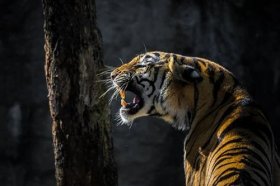 2022年属虎值太岁犯小人怎么办，如何化解