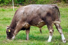 73年属牛50岁后命运，73年牛50岁以后运势如何