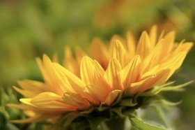 属虎家里养什么植物旺财运，属虎的幸运花和旺财花