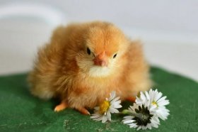 93年属鸡最适合的城市，93年生人去哪里发展最好