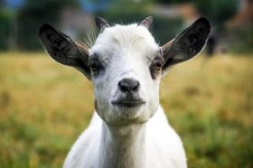 属羊2022年上半年运气如何，属羊人虎年上半年会有好运吗