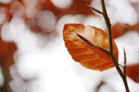 摩羯座2022年考试运，摩羯座2022年学业运势如何