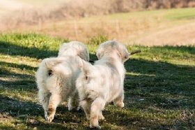 2022年28岁属啥的  哪年出生