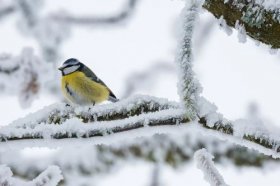去上坟时要佩戴什么东西辟邪，上坟有什么讲究