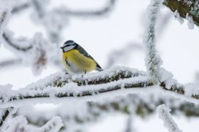 属狗的离婚率高吗，为何容易二婚