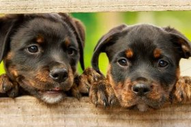 属狗人遇虎年怎么样2022，财运稳定事业有成