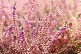 2022年犯太岁戴什么首饰能化解，什么首饰能转运