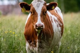 农历几月的牛最有福气，属牛命中有福的出生日期